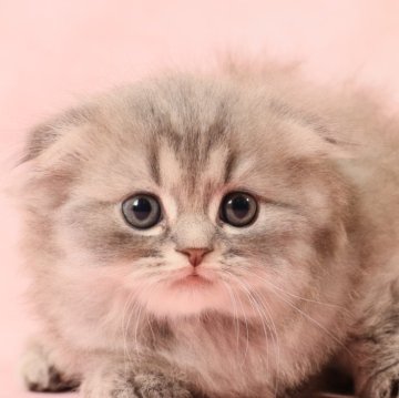 スコティッシュフォールド【東京都・女の子・2025年4月18日・ブルー&ホワイト（柔らかく温かい肌触り。）】の写真「フワフワの被毛とまん丸な瞳チャームポイントです。」