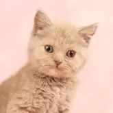ブリティッシュショートヘア