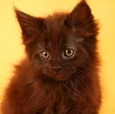 メインクーン【東京都・女の子・2025年1月10日・ブラック】の写真1「まだ小さな女の子。かわいらしいですよ。」