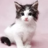 ノルウェージャンフォレストキャット