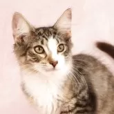ノルウェージャンフォレストキャット