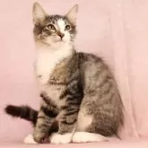 ノルウェージャンフォレストキャット