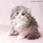 スコティッシュフォールド(立ち耳)