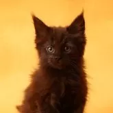 メインクーン【東京都・女の子・2025年1月10日・ブラック】の写真2