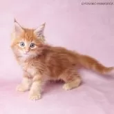 メインクーン【東京都・女の子・2025年6月22日・レッドクラシックタビー&ブラウン】の写真2