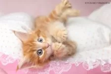 メインクーン【東京都・女の子・2025年6月22日・レッドクラシックタビー&ブラウン】の写真3