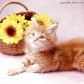 メインクーン【東京都・女の子・2025年6月22日・レッドクラシックタビー&ブラウン】の写真4