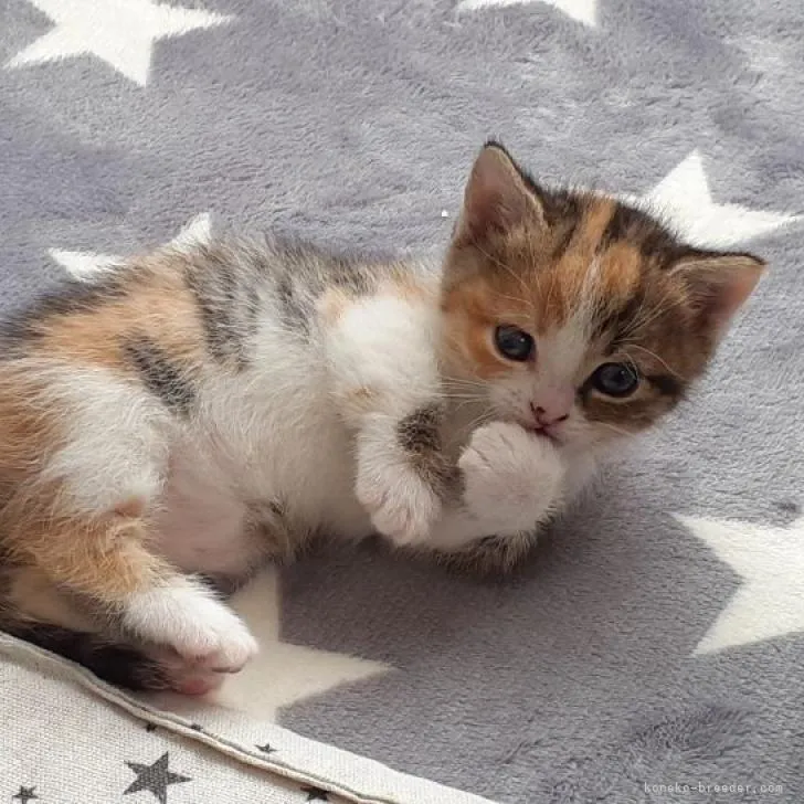 ID:2302-01075の子猫