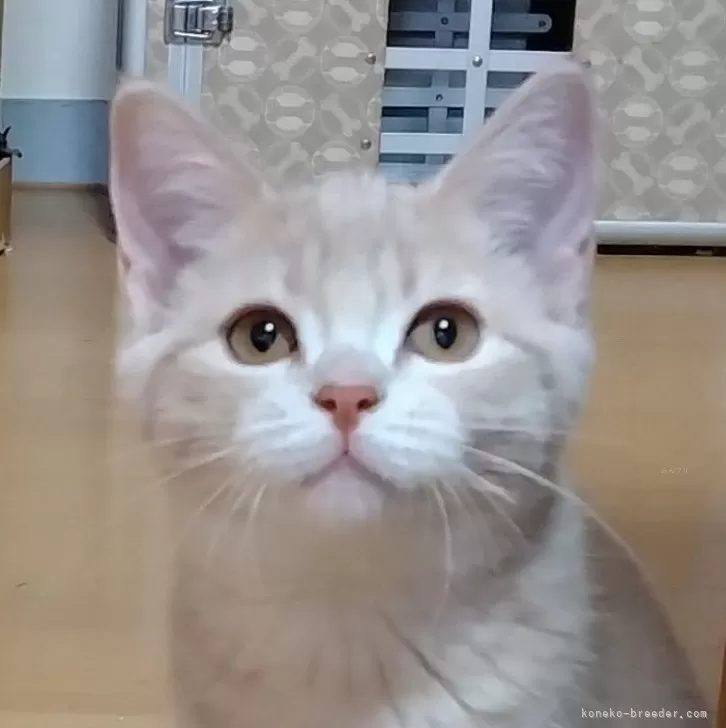 ID:2409-01333の子猫
