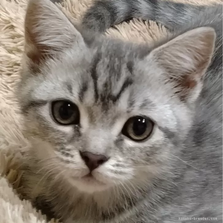 ID：2404-02959の子猫