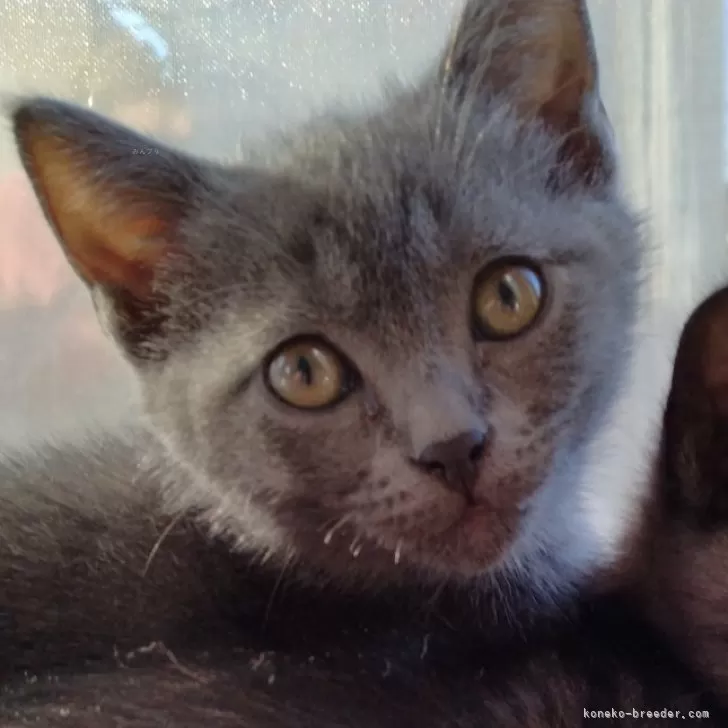 ID：2411-02106の子猫