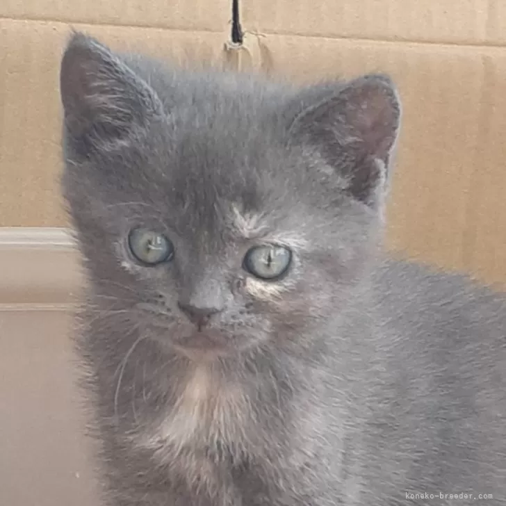 ID：2312-02082の子猫