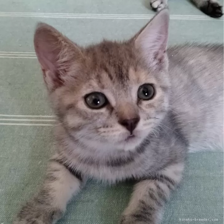 T.M 様のお迎えした子猫