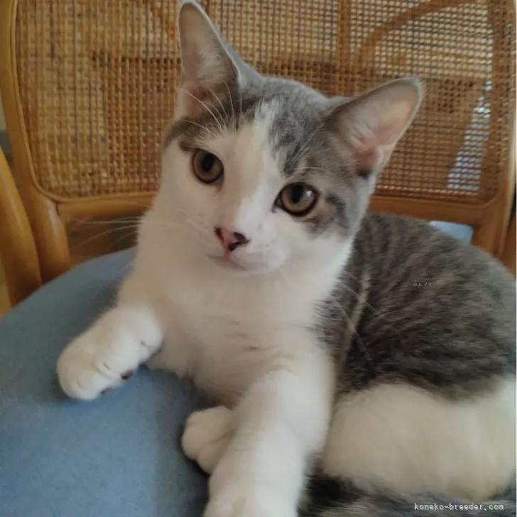 ID：2406-02444の子猫