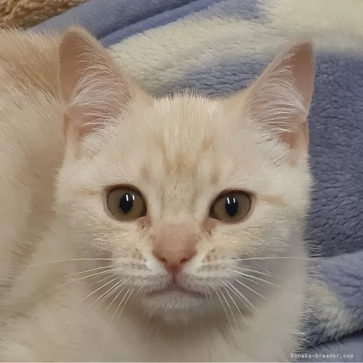 ID：2401-02328の子猫