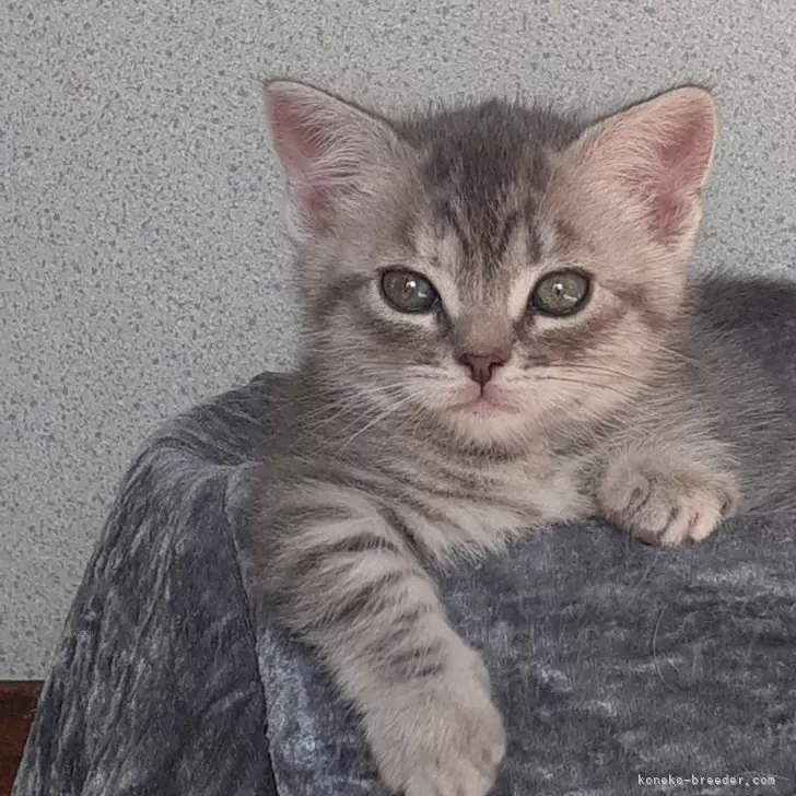 ID：2311-01523の子猫