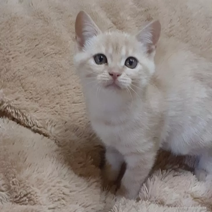 ID:2312-02090の子猫