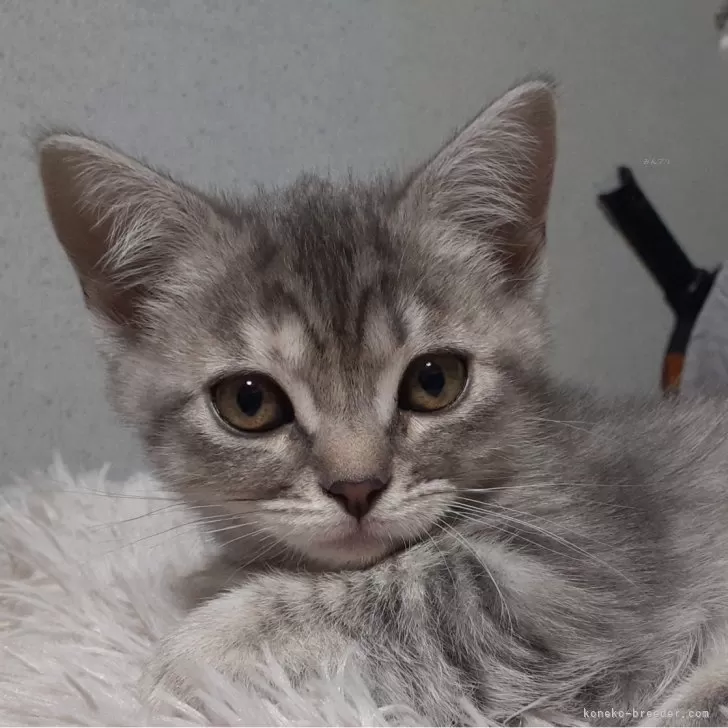 ID:2312-02084の子猫