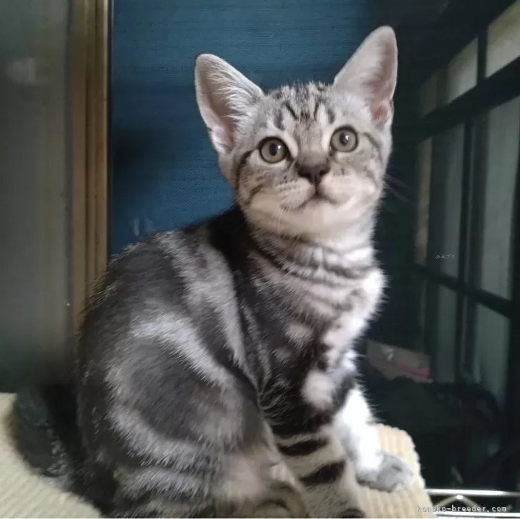 ID:2407-03104の子猫