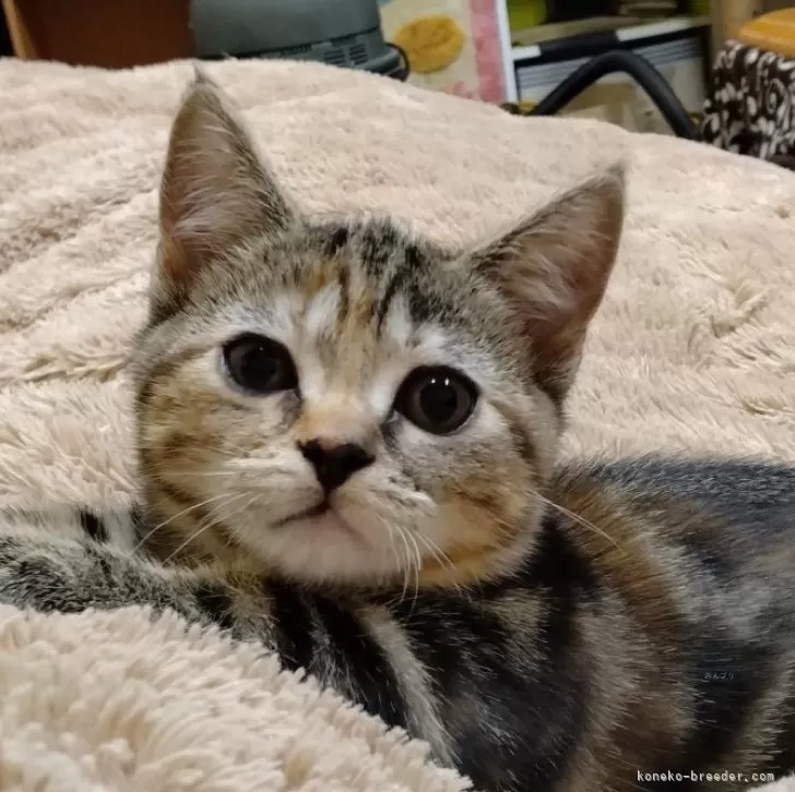 ID:2404-01651の子猫