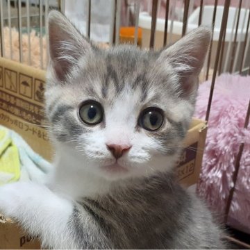 マンチカン(短足)【栃木県・男の子・2023年10月14日・ブルータビー&ホワイト（短毛）】の写真「まん丸おめめの短足ちゃん。スクスク成長中！」