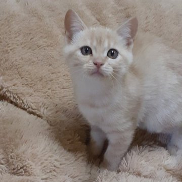 マンチカン(長足)【栃木県・女の子・2023年10月22日・クリームタビー（短毛）】の写真「キリッとしたおめめの可愛い子。食べるの大好き💖」