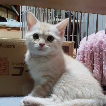 マンチカン(長足)【栃木県・女の子・2023年10月14日・クリームタビー（短毛）】の写真「甘いお顔のパパ似ちゃん。ワクチン一回目接種済みです」