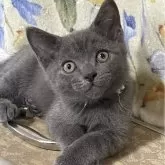 マンチカン(長足)【栃木県・男の子・2024年6月1日・ブルー】の写真1