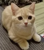 マンチカン(短足)【栃木県・女の子・2024年2月27日・レッドタビー】の写真4