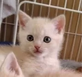 マンチカン(長足)【栃木県・男の子・2024年2月6日・クリームタビー】の写真5