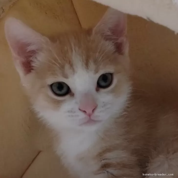 ID:2412-01682の子猫