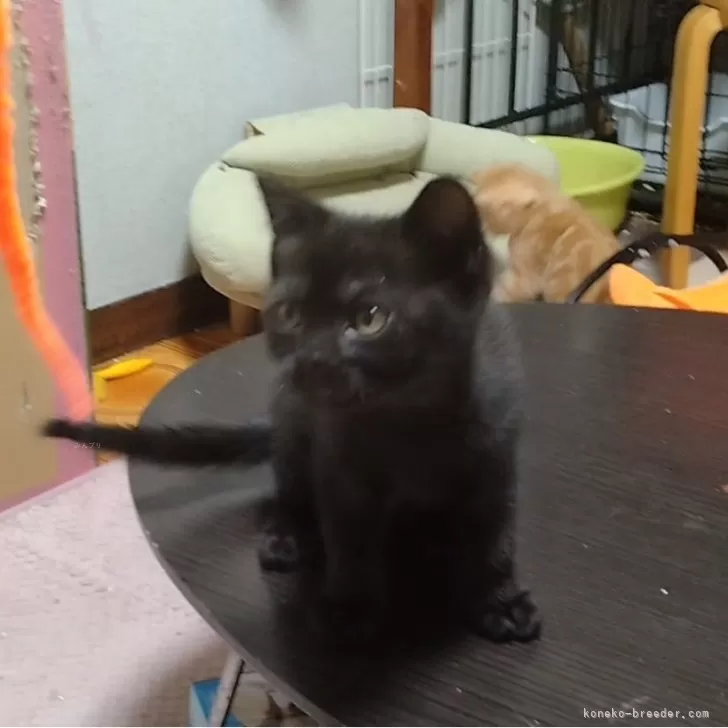 ID：2504-00177の子猫