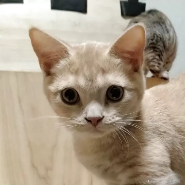 ID：2504-03423の子猫