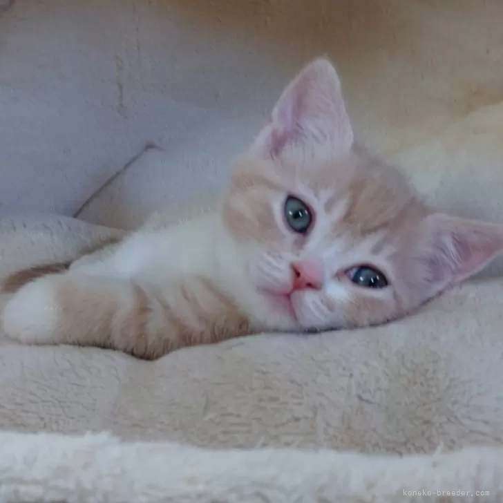 ID：2502-00466の子猫