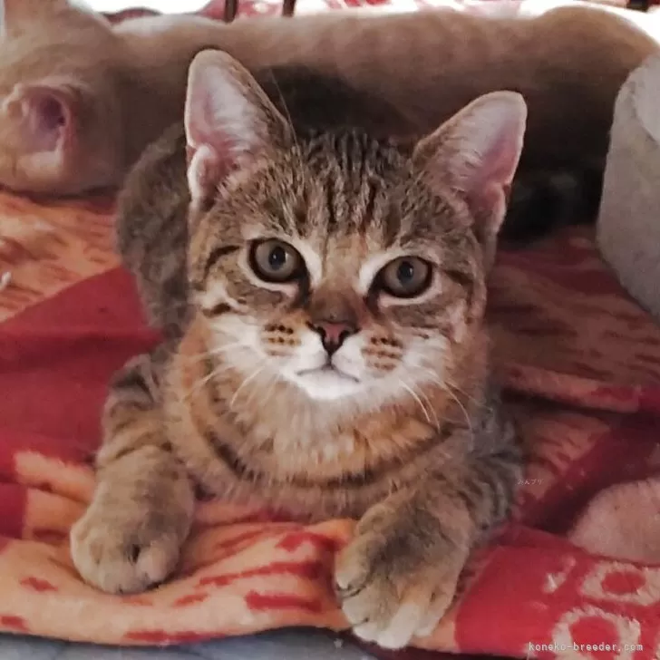 ID:2504-00175の子猫