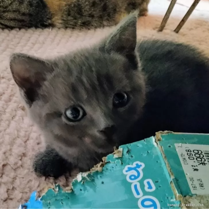 ID:2504-00179の子猫