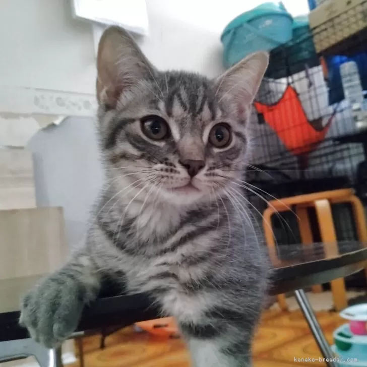 マンチカン(長足)【栃木県・男の子・2025年6月18日・ブルータビー】の写真1