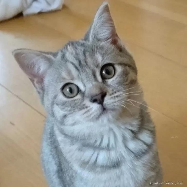 ID：2412-00549の子猫