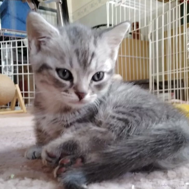 よし 様のお迎えした子猫