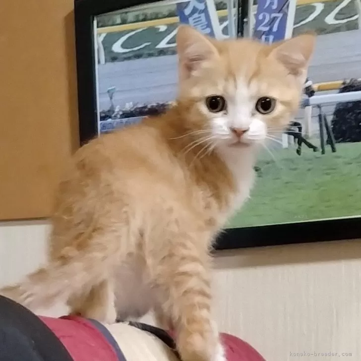 ID:2411-01801の子猫