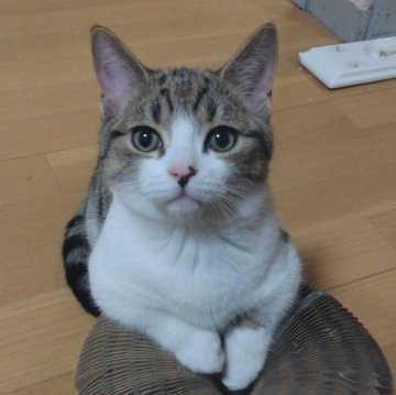 マンチカン(短足)【栃木県・男の子・2024年9月27日・ブラウンタビー&ホワイト（短毛）】の写真「甘いお顔の短足ボーイ💕」