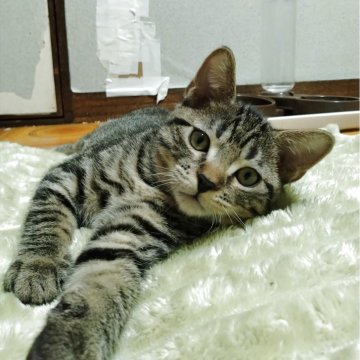 マンチカン(長足)【栃木県・男の子・2025年5月12日・ブラウンタビー（短毛）】の写真「くっきりお顔のイケメンくん💖」