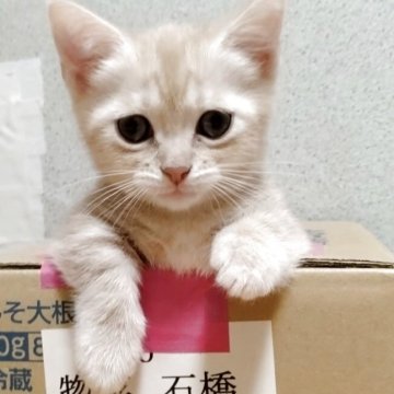 マンチカン(短足)【栃木県・男の子・2025年6月18日・短足（短毛）】の写真「クリームのクラッシックタビーの困り顔くん🎵」