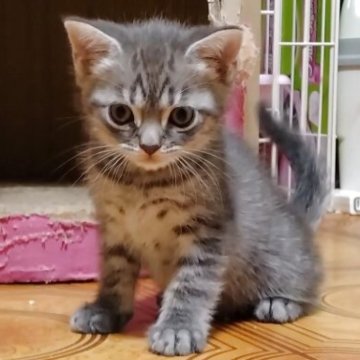 マンチカン(長足)【栃木県・男の子・2025年6月18日・ブルータビー（短毛）】の写真「お顔くっきりママ似のイケメンくんです🎵」