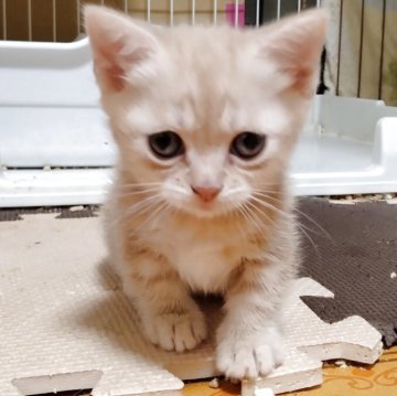 マンチカン(短足)【栃木県・男の子・2025年6月18日・短足（短毛）】の写真「クリームのクラッシックタビーの困り顔くん🎵」