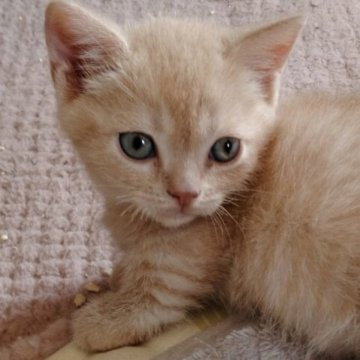 マンチカン(短足)【栃木県・男の子・2025年3月10日・クリームタビー（短毛）】の写真「パパ似の淡いクリームの短足くん💖」