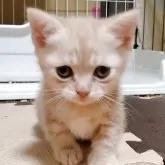 マンチカン(短足)