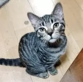 マンチカン(長足)