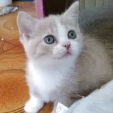 マンチカン(短足)
