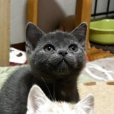 マンチカン(長足)